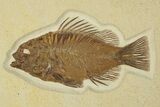Green River Fossil Fish Display With Phareodus - Wall Mount #280223-2